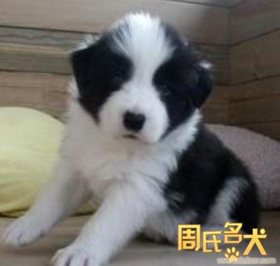 -周氏名犬养殖基地出售纯种边境牧羊犬