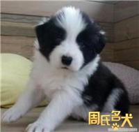 -周氏名犬养殖基地出售纯种边境牧羊犬