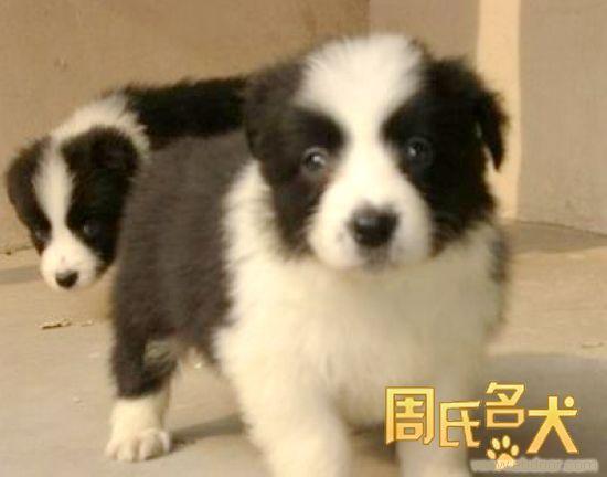 周氏名犬养殖基地- 出售纯种边境牧羊犬