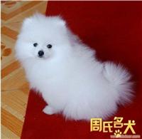 上海地区纯种哈多利博美幼犬出售