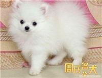 上海哪里可以买到纯种的博美犬