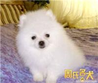 上海哪里能买到健康纯种的博美犬
