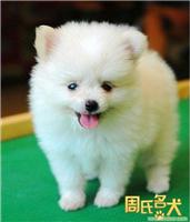 周氏名犬养殖基地出售纯种博美幼犬