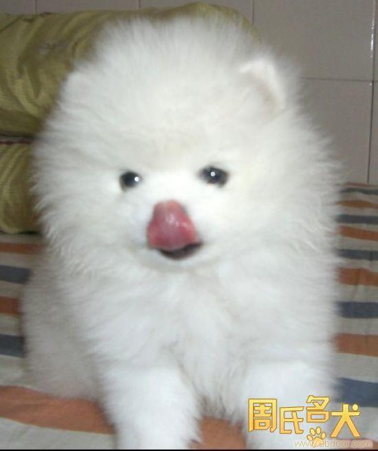 周氏名犬养殖基地-出售纯种博美幼犬