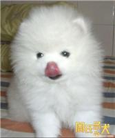 周氏名犬养殖基地-出售纯种博美幼犬