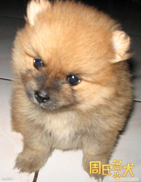 周氏名犬-出售纯种健康的博美幼犬