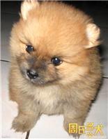 周氏名犬-出售纯种健康的博美幼犬