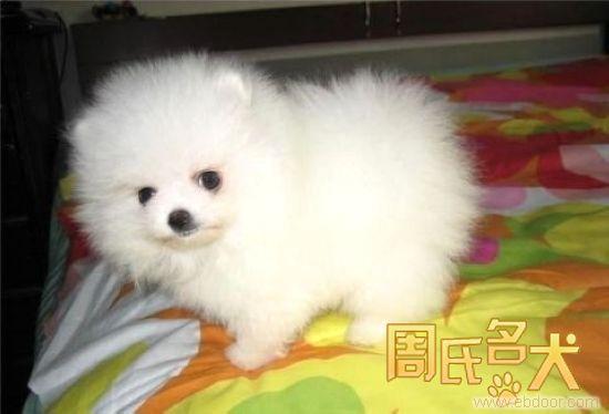 上海哪里可以买到纯种健康的博美幼犬