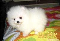 上海哪里可以买到纯种健康的博美幼犬