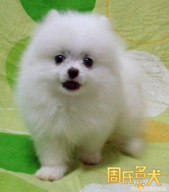 上海纯种哈多利博美幼犬出售
