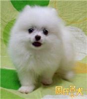 上海纯种哈多利博美幼犬出售