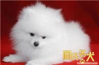 上海地区纯种博美幼仔出售
