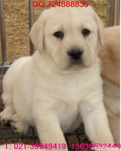 2个多月的拉布拉多导盲犬要多少钱|米白色拉布拉多价格|纯黑色拉布拉多多少钱|上海哪里有好点的拉不拉不多导