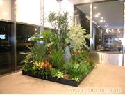 上海室内植物出租/上海植物租摆/上海植物出租价格