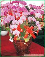 蝴蝶兰:上海办公室植物租摆-上海办公室植物租摆价格-上海办公室植物租摆报价