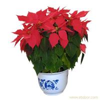 圣诞红:上海植物租摆-上海植物租摆价格-上海植物租摆报价