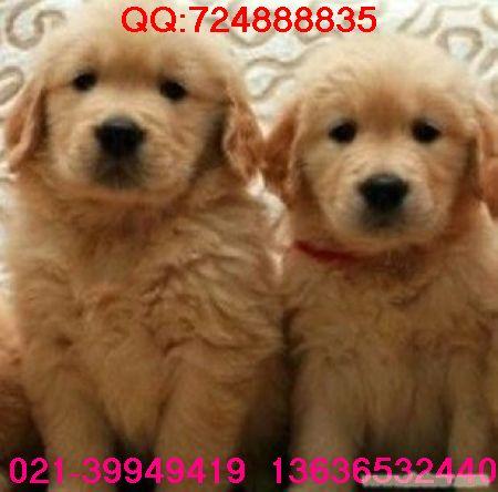 上海哪里有纯种大头金毛犬卖|金毛猎犬大概要多少钱|2个多月的金毛幼犬价格|上海哪里的金毛|金毛介绍