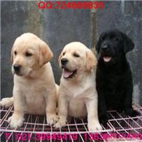 拉布拉多导盲犬小Q多少钱|导盲犬拉布拉多犬价格|上海哪里买拉布拉多放心|上海哪里有正宗拉布拉多幼犬卖