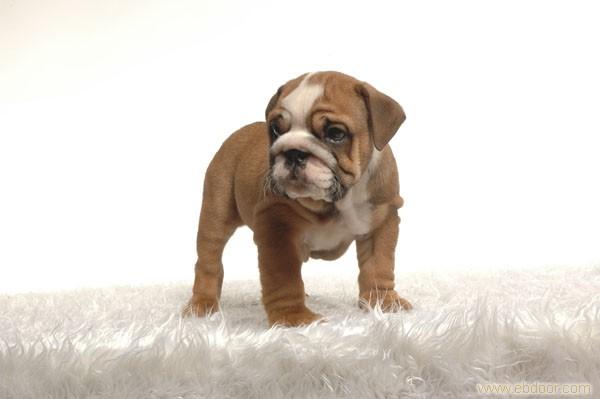 法国斗牛犬养殖基地-上海宠物养殖基地