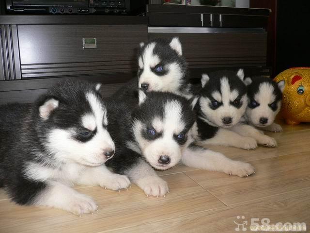 上海哈士奇专卖店-上海哈士奇宠物犬多少钱