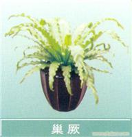 上海植物租赁-热销年宵花卉