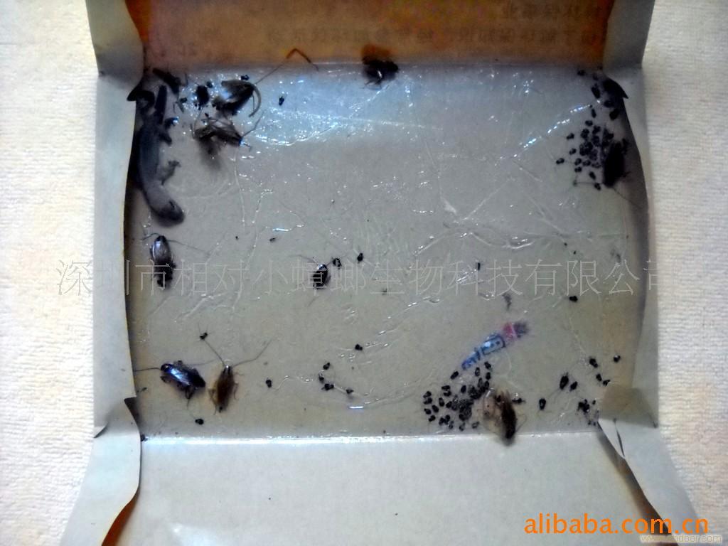 被臭虫咬怎么办_