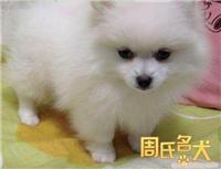 上海哪里可以买到纯种博美幼犬