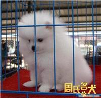 上海纯种博美哪里可以买到