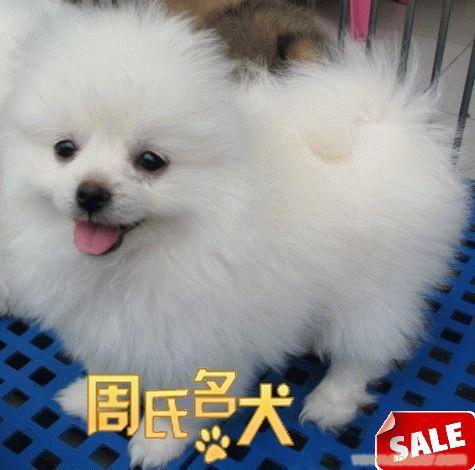 上海周氏名犬养殖基地出售纯种博美宝宝