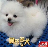 上海周氏名犬养殖基地出售纯种博美宝宝