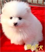 上海地区纯种哈多利球型博美幼犬出售