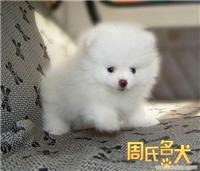 哪里可以买到纯种的博美犬