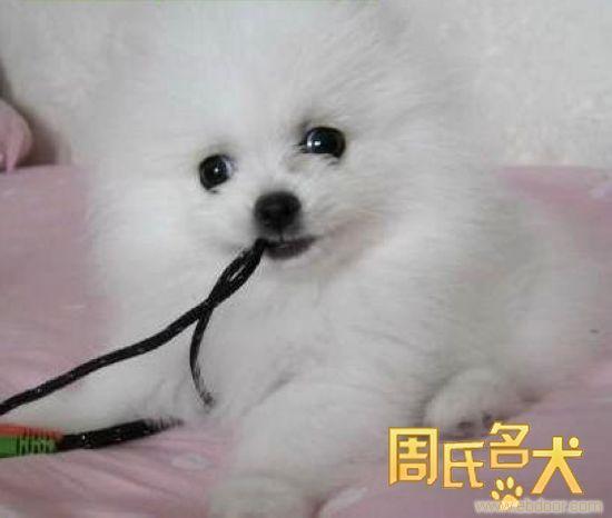 的哈多利博美幼犬出售