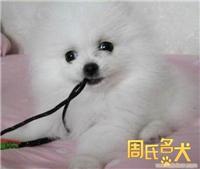 的哈多利博美幼犬出售