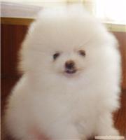 赛级哈多利博美幼犬出售