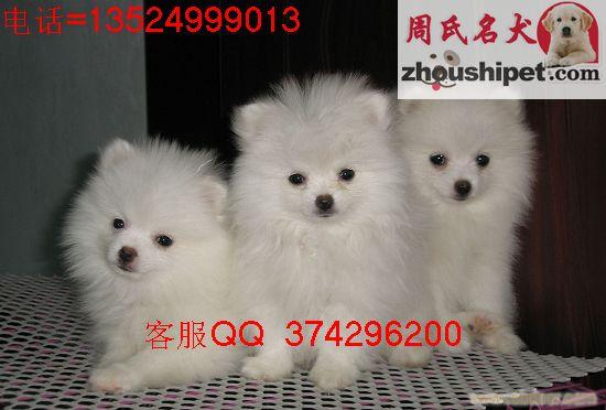 上海哪里能买到的博美犬
