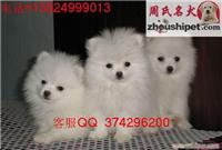 上海哪里能买到的博美犬