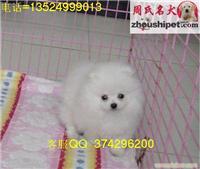 哪里可以买到纯种的哈多利博美