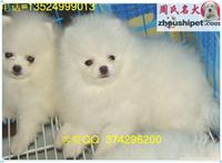 上海地区纯种球型博美幼犬出售