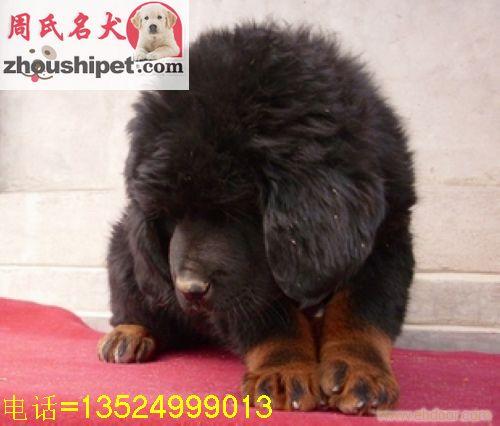 中国的原生态藏獒幼犬出售