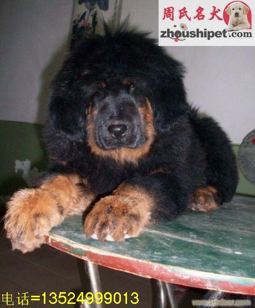 上海哪里可以买到纯种的藏獒幼犬