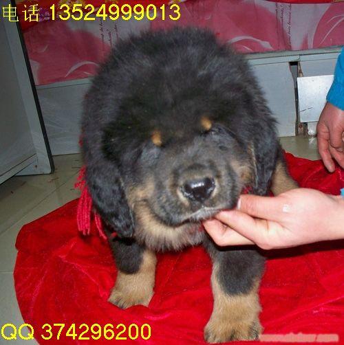 上海的纯种原生态藏獒幼犬出售