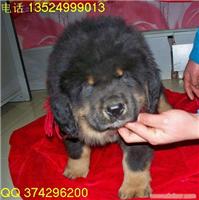 上海的纯种原生态藏獒幼犬出售