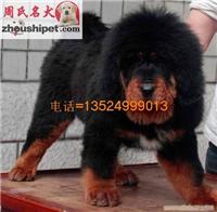 上海地区纯种狮子头藏獒幼犬出售