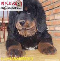 周氏名犬养殖基地出售纯种原生态藏獒幼犬