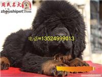 上海地区纯种原生态藏獒幼犬出售