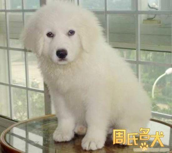 周氏名犬养殖基地出售纯种大白熊幼犬