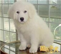 周氏名犬养殖基地出售纯种大白熊幼犬