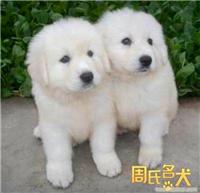 周氏名犬出售纯种大白熊幼犬