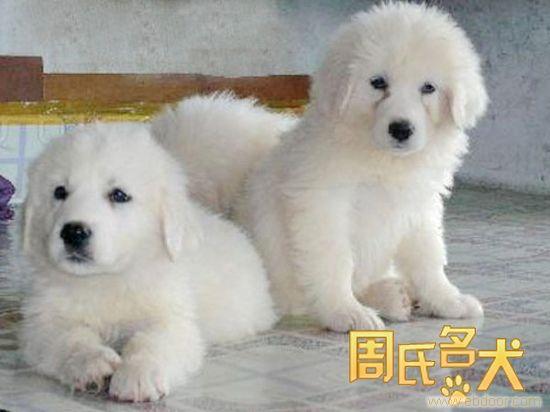 上海哪里可以买到的大白熊幼犬